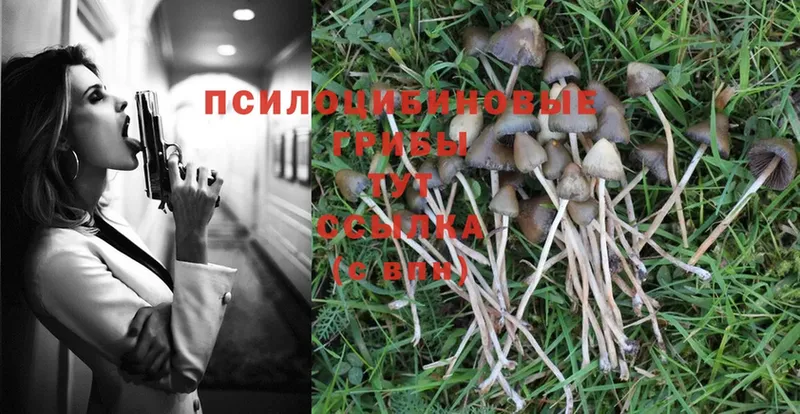 Галлюциногенные грибы Psilocybe  Саки 